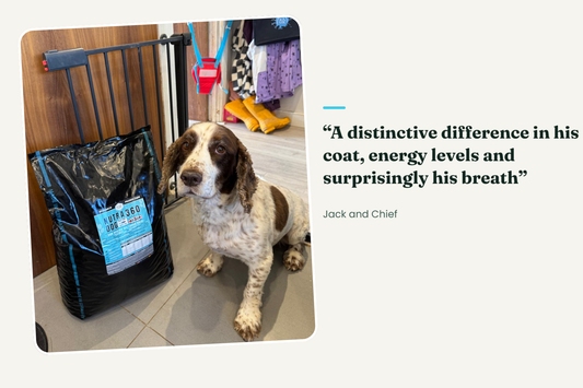 English springer spaniel sitting beside a bag of Nutradog 360 whole fish dry dog food. Customer review from Jack and Chief: "A distinctive difference in his coat, energy levels and surprisingly his breath."