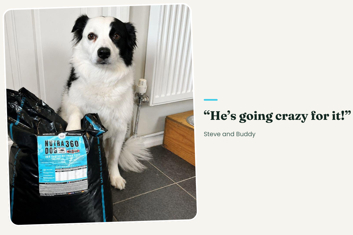Buddy the Border Collie sitting beside a bag of Nutradog 360. Steve says he is going crazy for it.